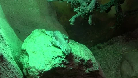 Closeup view of a lizard nodding its head Stock Footage 163510652