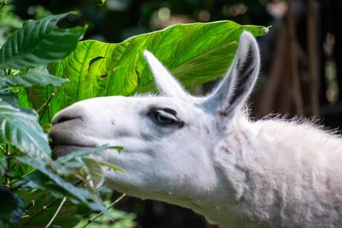 Closeup view of llama grazing peacefully in the forest, showing its soft fleecy  Stock Photos