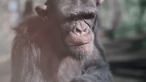 Closeup View Of A Lonely Chimpanzee In Captive In Izu, Japan With Tiny Bit Video stock 128217437