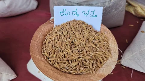 Closeup view of long grain rice displayed at krishi mela showcasing fine te.. Stock Footage 334553724