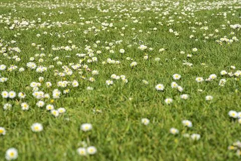 Closeup view of lots of small single low growing chamomile (Mayweed) flowers Stock Photos