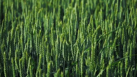 A CloseUp View of a Lush and Vibrantly Colored Wheat Field During Its Growing Stock Footage 311281464