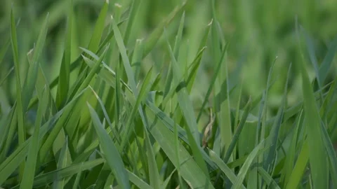 A closeup view of lush green grass blades beautifully glistening in the natural Stock Footage 307790135
