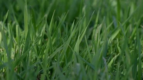 A CloseUp View of Lush Green Grass An Exquisite and Beautiful Display of Natures Video stock 309334660