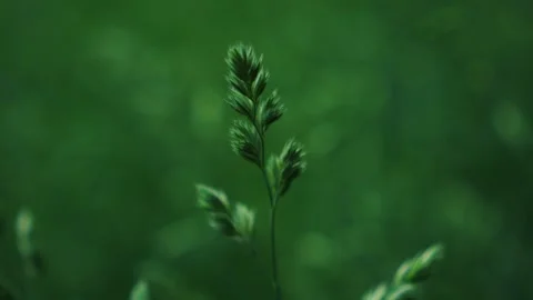 A closeup view of lush green grass that epitomizes the tranquility found in Stock Footage 310519347