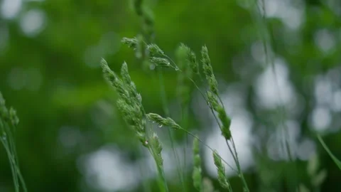 A closeup view of lush green grass presented in a beautiful and soft focus Stock Footage 313286542
