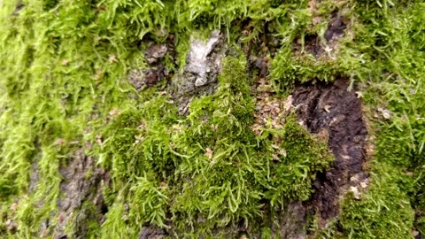 Closeup view of lush green moss growing on tree bark, illustrating natures rich Stock Footage 306064325
