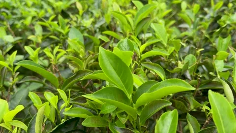 Closeup view of lush green tea leaves in a vibrant plantation setting with .. Stock-Footage 339296036
