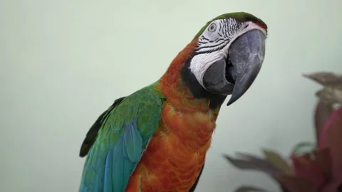Closeup view of Macaw bird Stock Footage 71272986