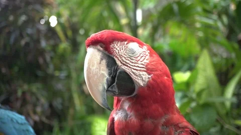 Closeup view of a macaw parrot in Ubud bird park. Stock Footage 104221946