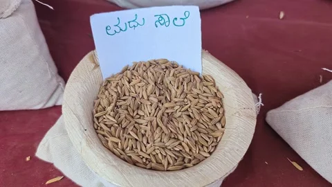 Closeup view of madhu saale paddy displayed at krishi mela showcasing grain.. Stock Footage 334553768