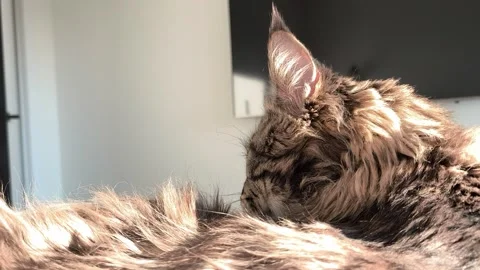 Closeup view of maine coon cat ear and fur in sunlight at home. Animal rest.. Stock Footage 332015899