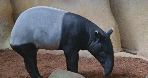 Closeup view of Malayan tapir, wildlife creature animal Stock Footage 334418556