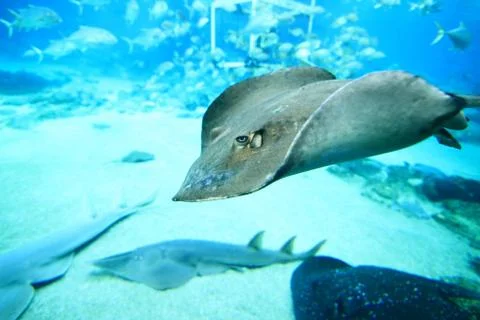 Closeup view of a manta ray while diving 库存照片