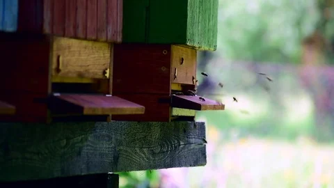 Closeup view of many bees flying around the beehive Stock Footage