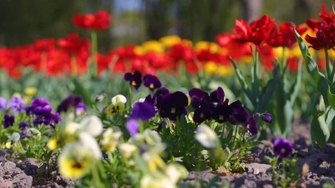 Closeup view of many different kinds of flowers yellow, purple and red colors Stock Footage 88952923