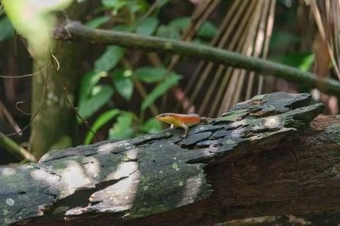 Closeup view of a Many-lined Sun Skink Fotos Stock