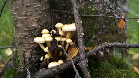 Closeup view of many mushrooms growing on tree trunk in autumn forest. Stock Footage 145308757