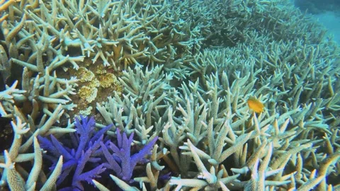 Closeup view of massive blue lavender finger branching Staghorn coral bleaching  Stock Footage 238499531