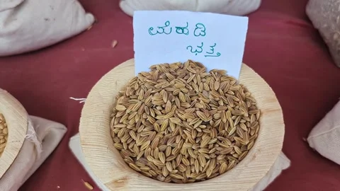 Closeup view of mehdi paddy displayed at krishi mela showcasing grain texture Stock Footage 334553767
