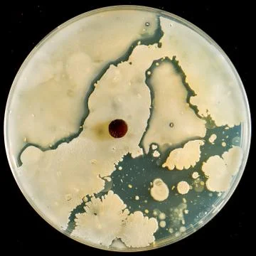 A closeup view of microorganisms cultivated inside an agar dish isolated agai 스톡 사진