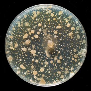 A closeup view of microorganisms cultivated inside an agar dish isolated agai 스톡 사진