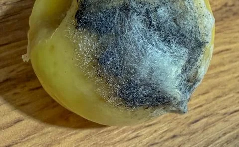 Closeup view of moldy peach half with fuzzy gray spore growth on exposed flesh Stock Photos