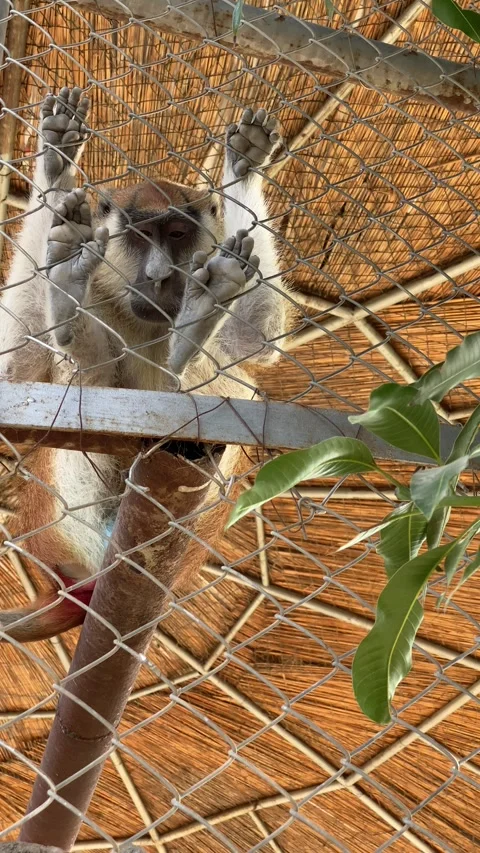 The Closeup View of Monkey in Cage Stock Footage 288645360