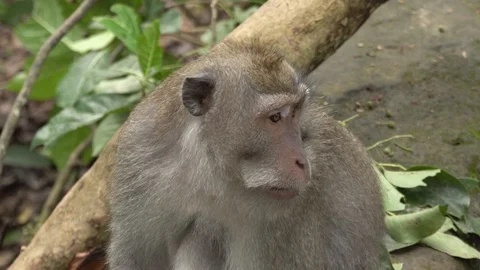 Closeup: view of the monkey to the camera. Stock Footage 104407744