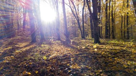 Closeup view of the mud road at forest with trees covered yellow foliage Stock Photos