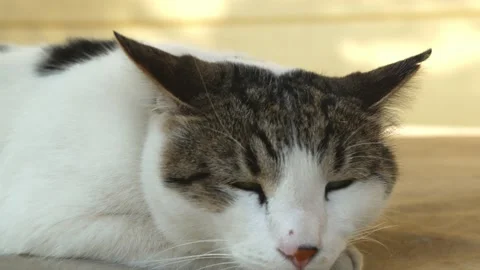 Closeup view on muzzle of street cat Stock Footage 195287194