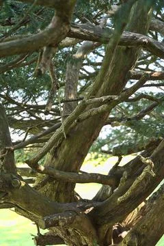 Closeup view old of coniferous tree with complicated trunks and branches Stock Photos