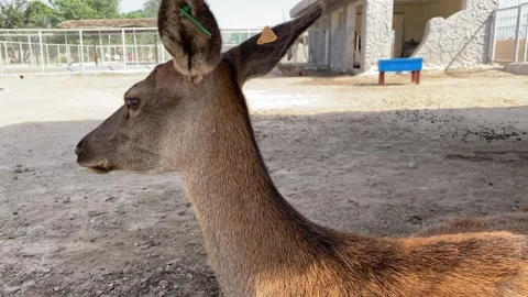 Closeup View of One of The Most Beautiful Deer Stock Footage 288428849