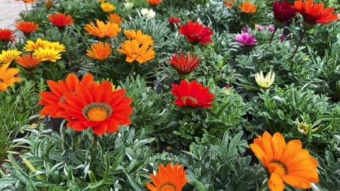 Closeup View of an Orange and White Color Gazania Flowers in Garden Stock Footage 332039849