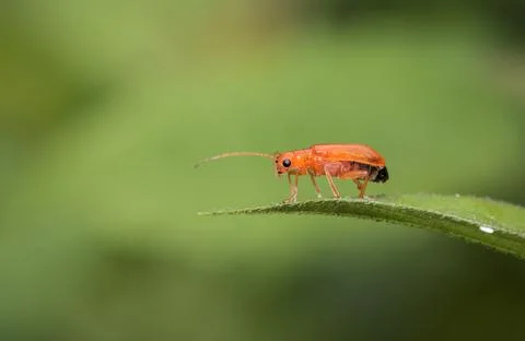Closeup view of orange insect. Stock Photos