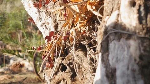 Closeup view ot old tree in sunset Stock Footage 104086519