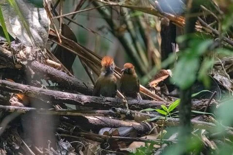 Closeup view of a pair fluffy-backed tit-bablers Fotos Stock