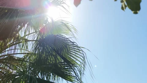 Closeup view of palm tree twig filmed from below on blue sky background with sun Stock Footage 171863848