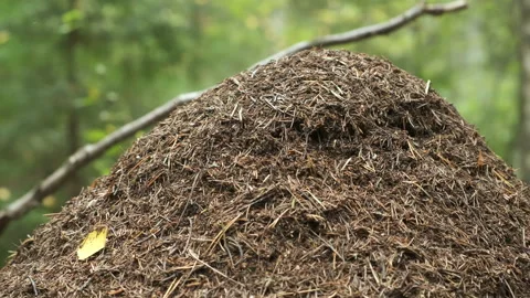 Closeup view part of anthill from pine needles and branches with colony of ants. Stock Footage 145074662