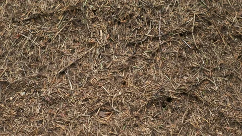 Closeup view part of anthill from pine needles and branches with colony of ants. Stock Footage 145526894