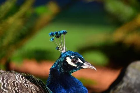 A closeup view of a Peacock head. Stock Photos