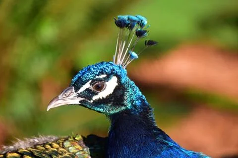 A closeup view of a Peacock head. Foto stock