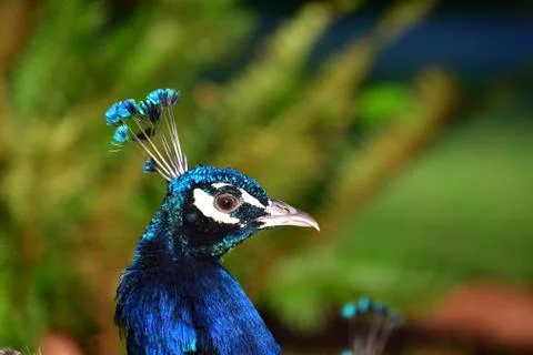 A closeup view of a Peacock head. Stock Photos