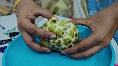 Closeup view of peeling custard apple revealing soft pulp and seeds inside .. Vidéo 335880032