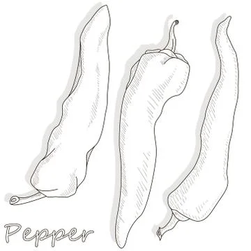 Closeup view pepper on white background, raw food ingredient concept. Hand ma Stock Illustration