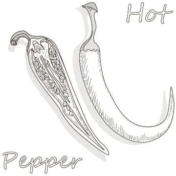 Closeup view pepper on white background, raw food ingredient concept. Hand ma Stock Illustration