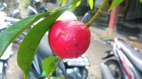 Closeup view of phaleria macrocarpa Stock Photos