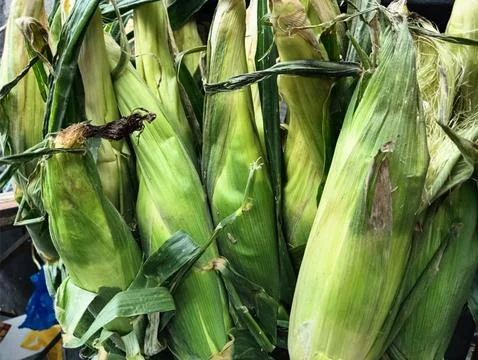 Closeup view of pile of corncob surrounded with green leaves. Stock Photos