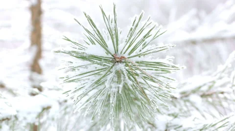 Closeup view of pine branches covered with hoar frost, 4K realtime video Stock Footage 68814179