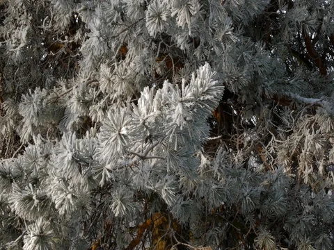 Closeup view of pine branches covered with hoar frost, 4K realtime video. Stock Footage 85045739